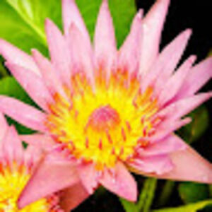 Meet your Posher, Leemarie